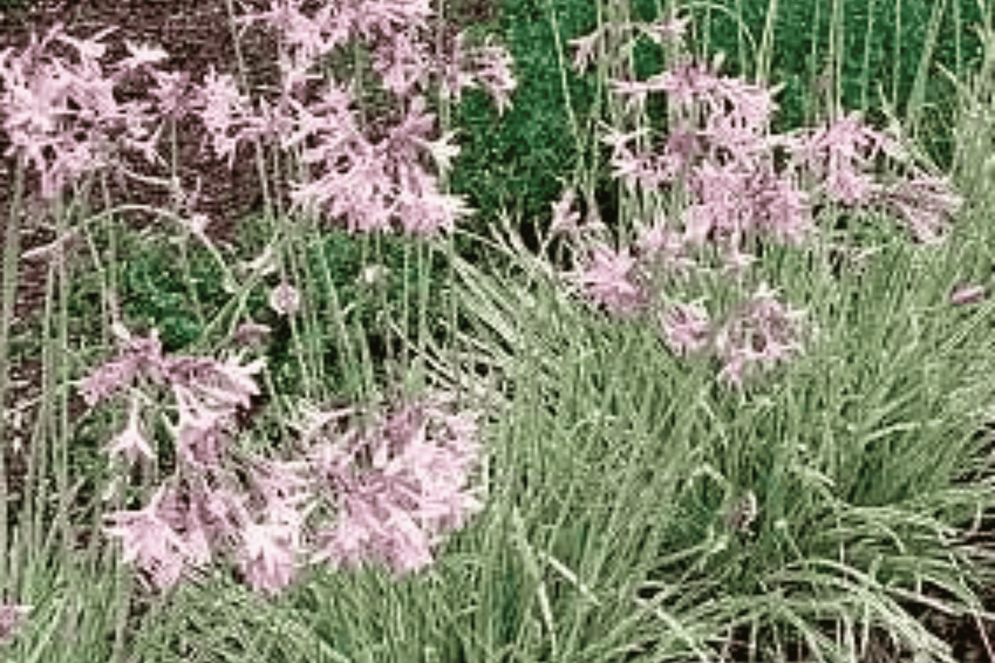 Variegated Society Garlic Live Plant – 4-Inch Pot – Tulbaghia violacea 'Silver Lace'