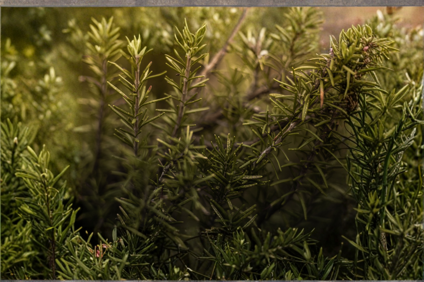 Rosemary Live Plant in 4 Inch Pot – Rosmarinus officinalis Herb Plant