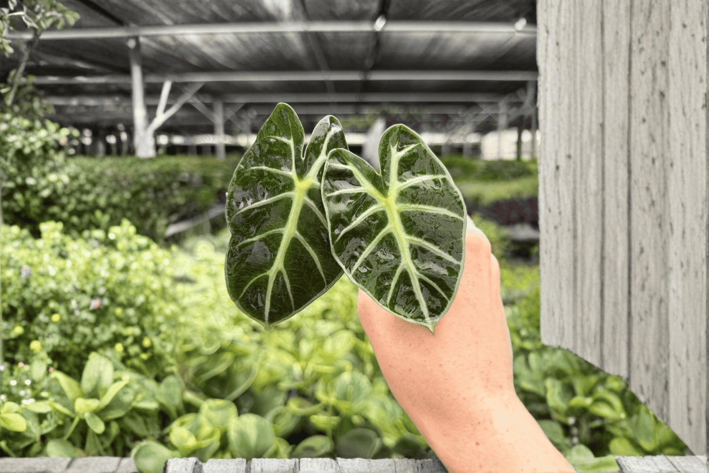 Alocasia Balloon Heart 2 Exact Live Starter Plants – Soil Pod