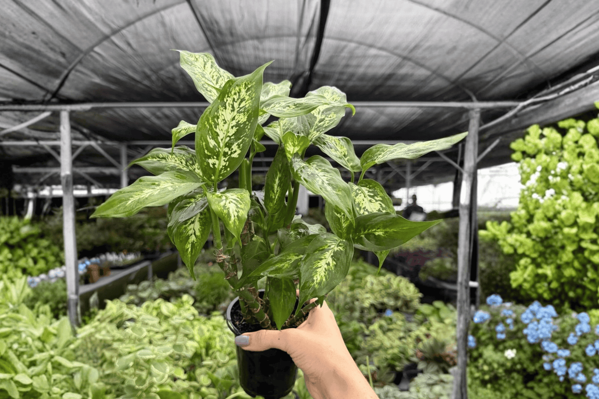 Dieffenbachia Compacta 2 Exact Live Plants – 4-Inch Pots – Dieffenbachia 'Compacta'