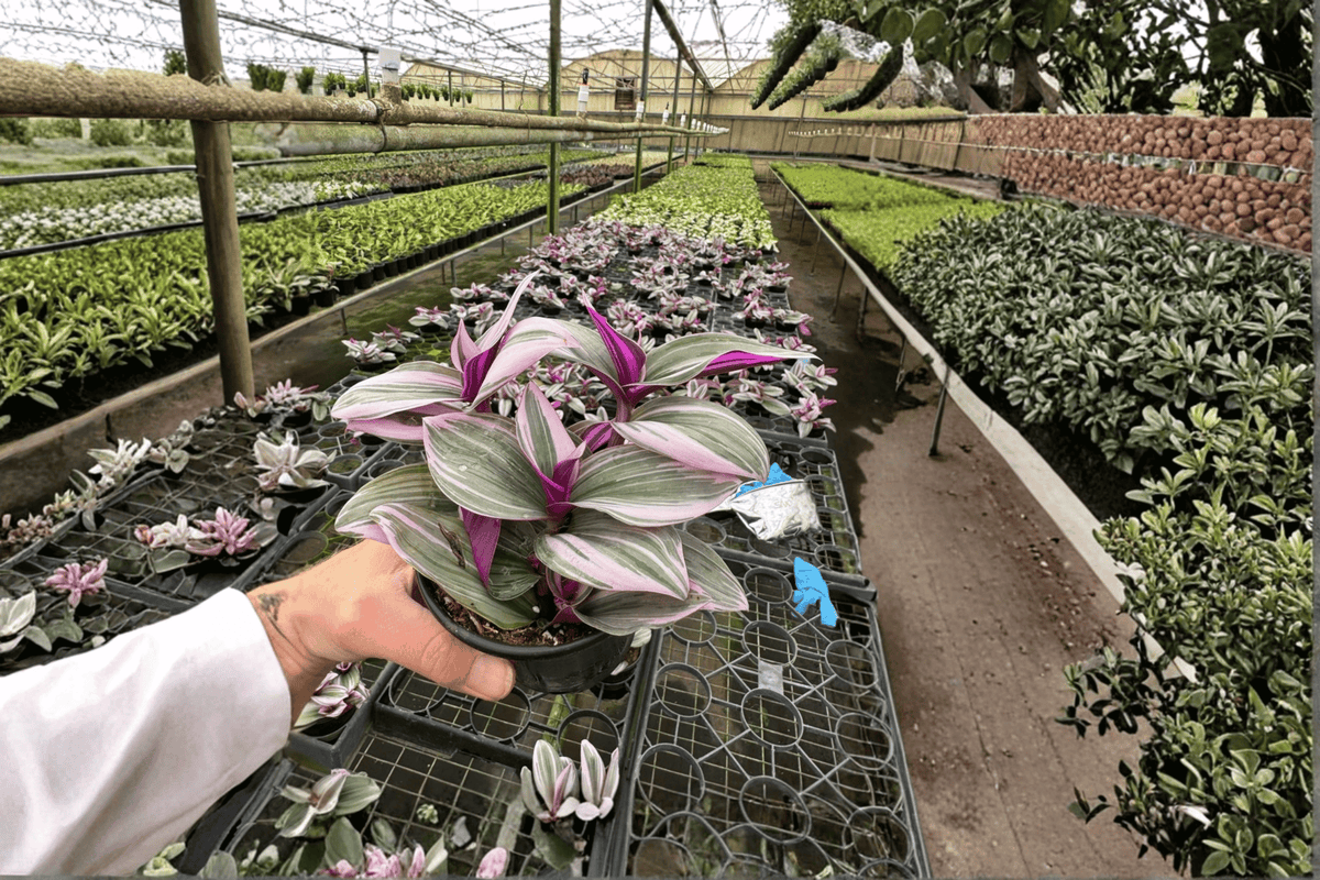 Tradescantia Nanouk 2 Live Plants – 4-Inch Pot Size – Tradescantia ‘Nanouk’