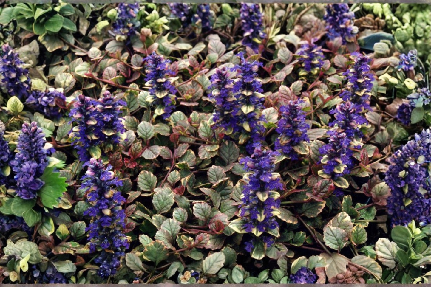 Ajuga 'Burgundy Glow' Live Starter Plant – Bugleweed – 2.5 x 3.5 Inch Pot – Ajuga reptans