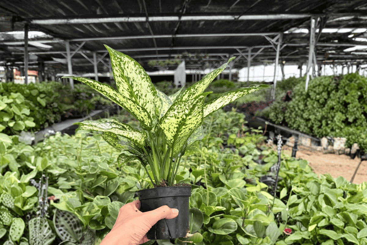 Aglaonema Wintery Winehouse – 2 Exact Live Plants, 4-Inch Size – Aglaonema ‘Wintery Winehouse’