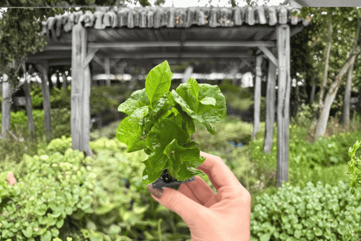 Arabica Coffee Plant 2 Exact Starter Plants – Coffea arabica