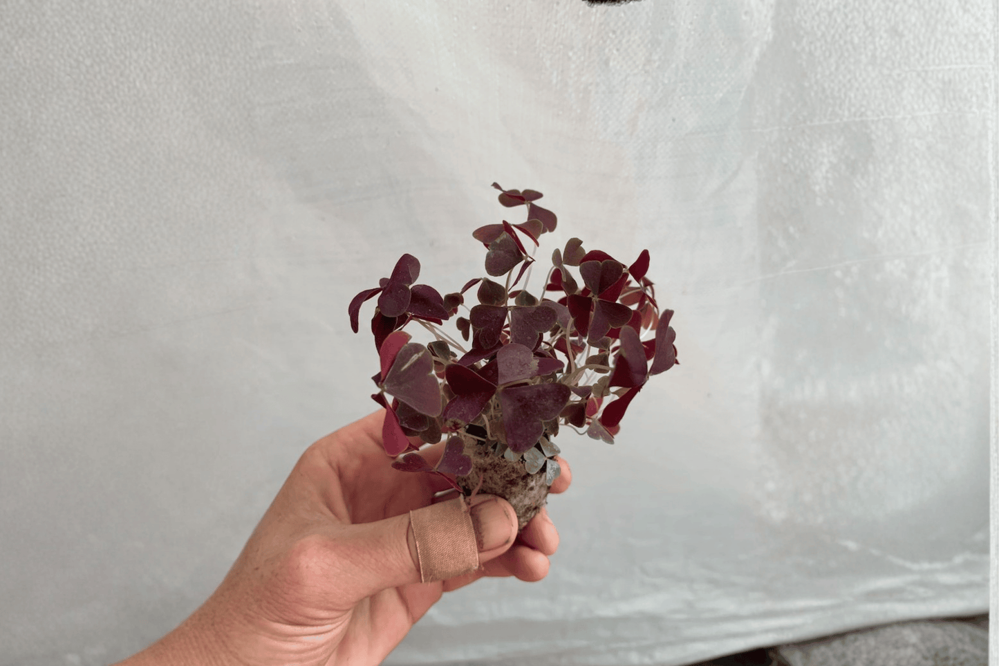 2 Oxalis triangularis 'Ebony Allure' Starter Plants – Bare Root – Purple Shamrock Live Plants