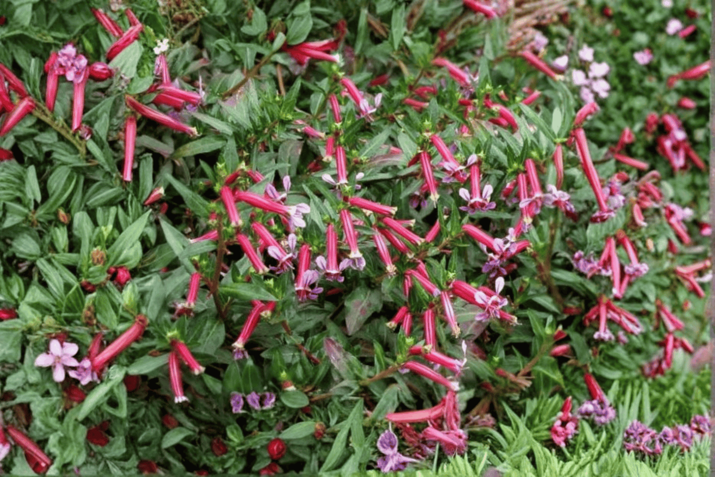 Starfire Pink Cigar Plant 1 Live Plant – 4-Inch Pot – Cuphea ‘Starfire Pink’
