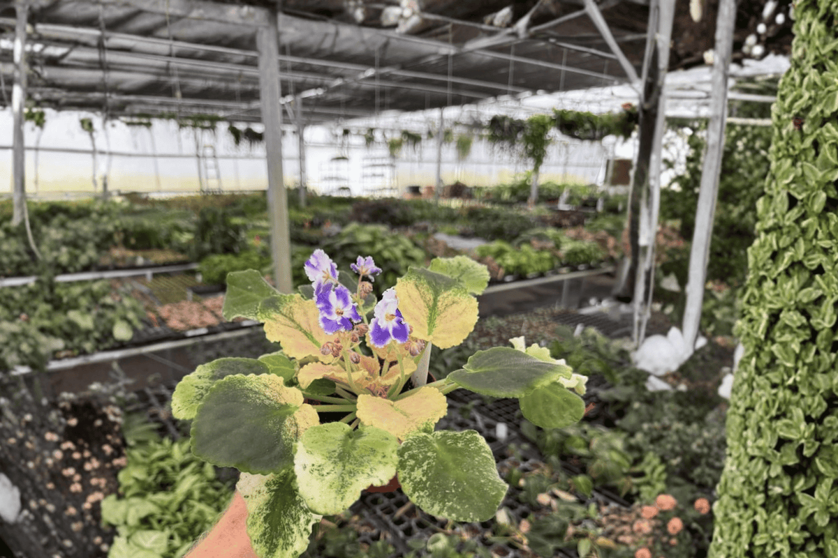 Harmony’s Purple Passion African Violet 2 Live Plants – 4-Inch Pots – Streptocarpus ionanthus Cultivar