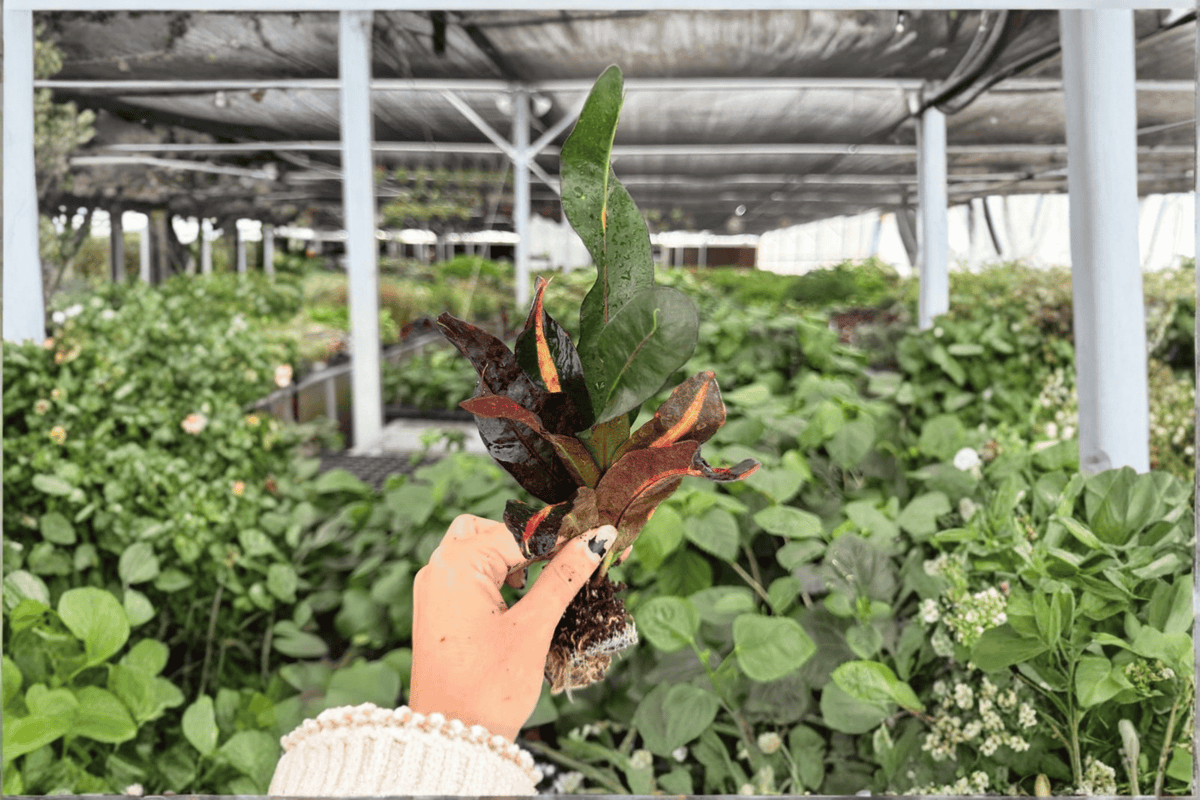 2 Mammy Croton Exact Starter Plants – Codiaeum variegatum ‘Mammy’