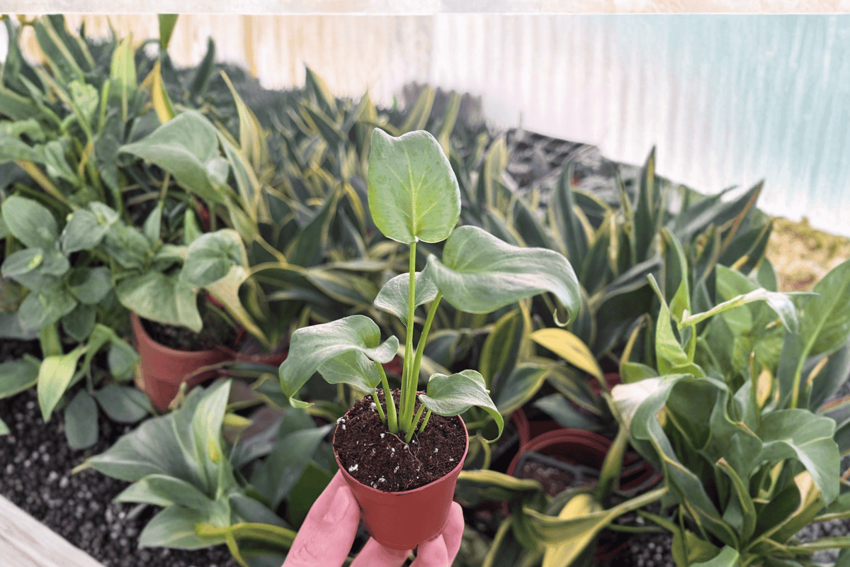 2 Philodendron Xanadu Starter Plants – 2” Pot Size – Thaumatophyllum xanadu