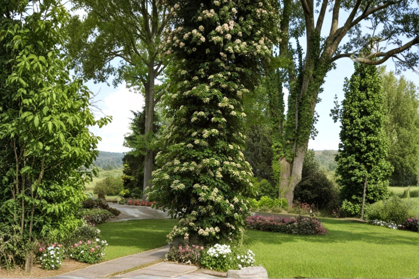 Climbing Hydrangea 1 Gallon Live Plant – Hydrangea anomala petiolaris Vine for Shade Trellis Wall Garden