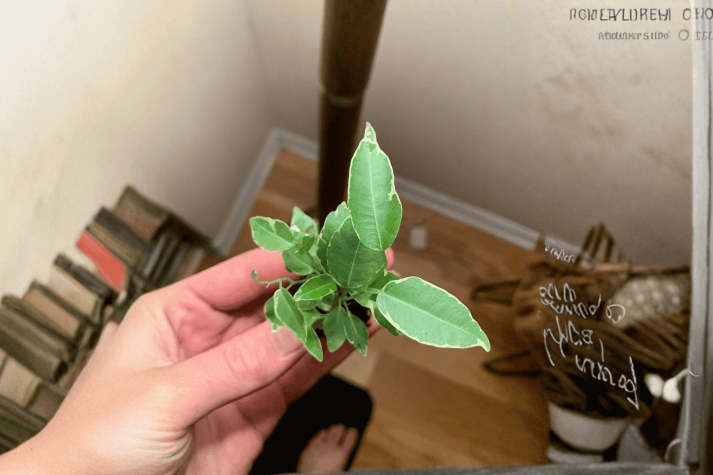 Variegated Ficus Benjamina Live Starter Plant – 2 Plants Bare Root – Ficus benjamina 'Variegata' – Originally Grown in 2" Pot