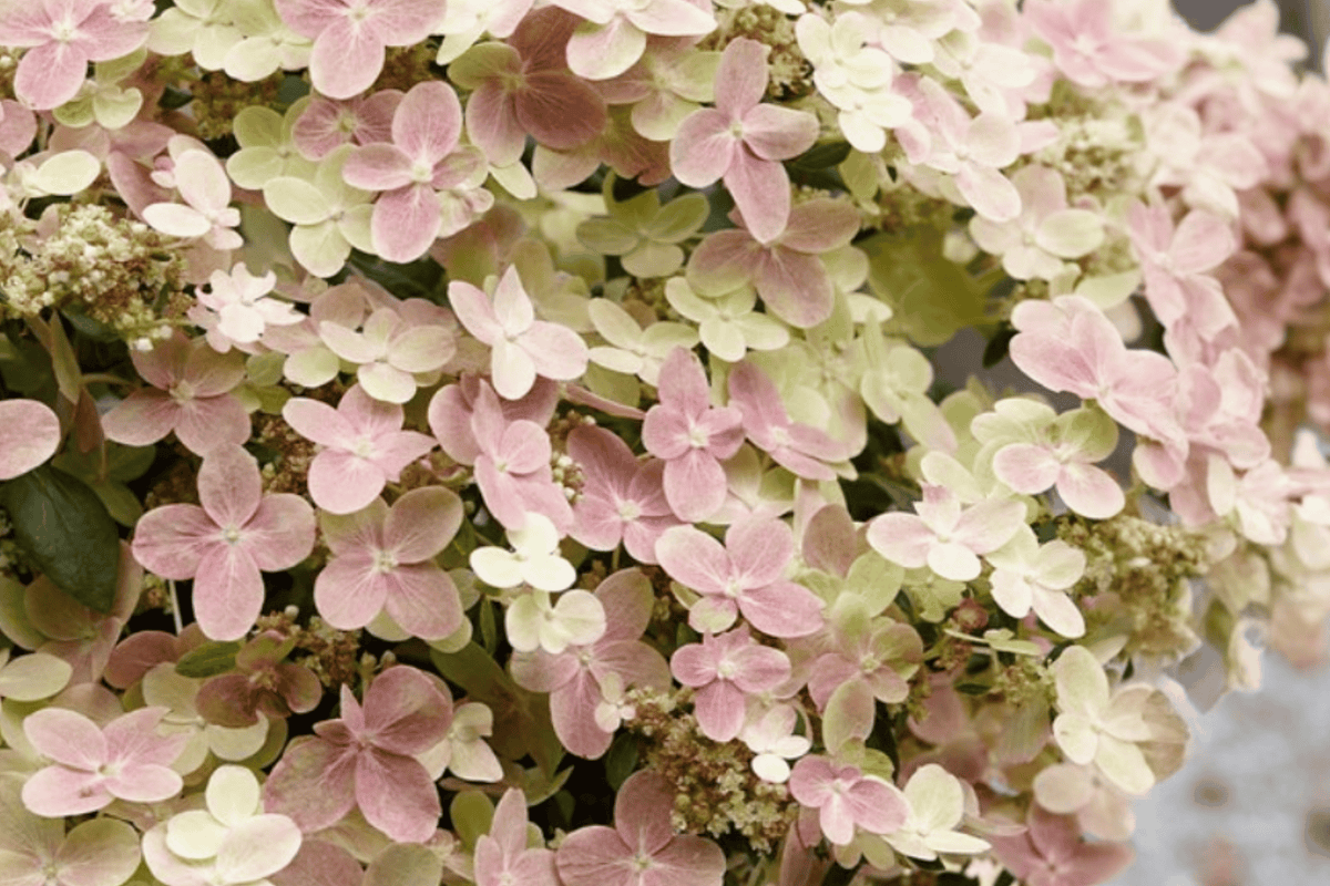 Early Evolution Panicle Hydrangea 1 Live Flowering Shrub, 3 Gallon – Hydrangea paniculata