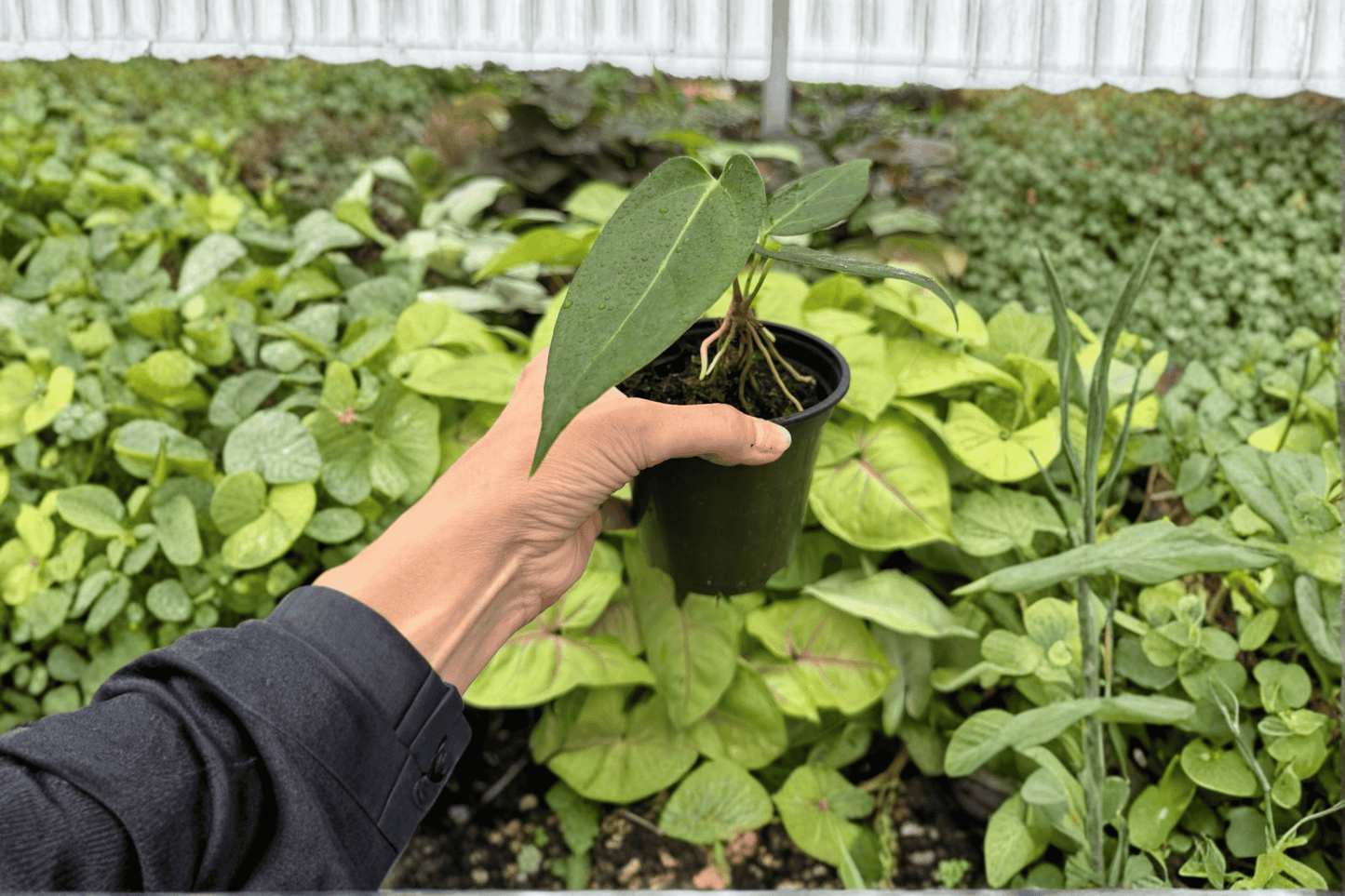 2 Anthurium Subsignatum × D.P. Exact Live Plants – Specific Plants in 4-Inch Pots