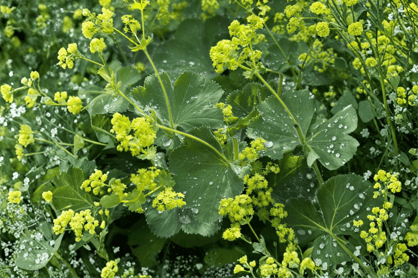 Thriller Lady’s Mantle 1 Live Plant – 4-Inch Pot – Alchemilla mollis ‘Thriller’