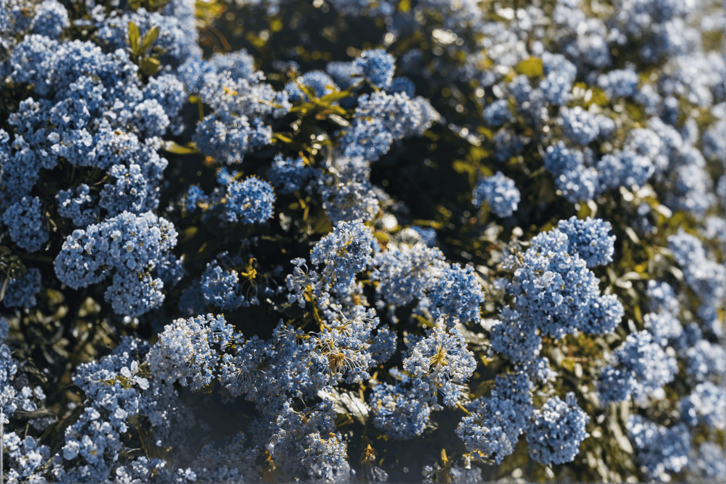 Anchor Bay Point Reyes Wild Lilac 1 Live Plant – 4-Inch Pot – Ceanothus gloriosus ‘Anchor Bay’