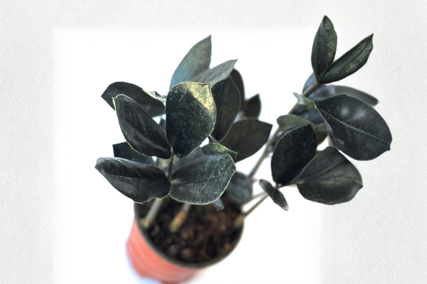 Black ZZ Plant Live Raven ZZ Houseplant Easy Care Low Light Indoor Starter Plant