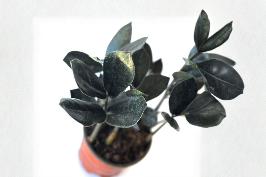 Black ZZ Plant Live Raven ZZ Houseplant Easy Care Low Light Indoor Starter Plant