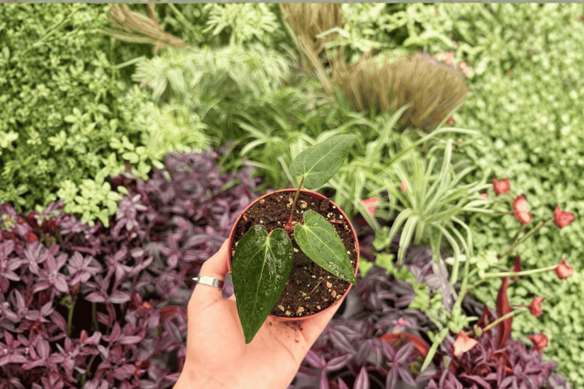 2 Exact Anthurium FS x Blue Papi Live Plants – 4” Pot