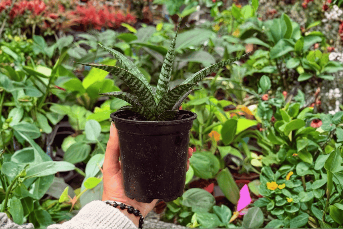 Sansevieria Hybrida Tiger – 2 Exact Live Plants in 4” Pots