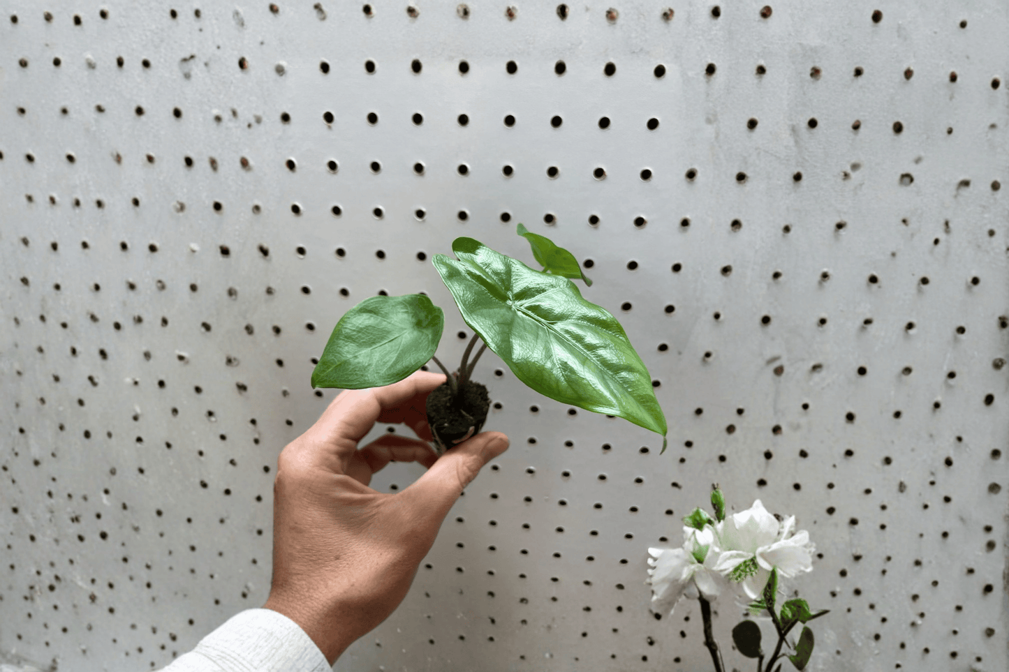 2 Alocasia 'Corazon' Starter Plants – Bare Root Live Alocasia