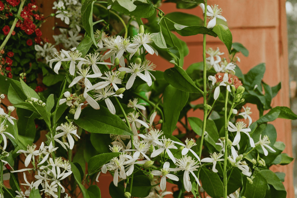 Virgin's Bower Clematis 1 Live Plant – Clematis virginiana – 1 Gallon Pot