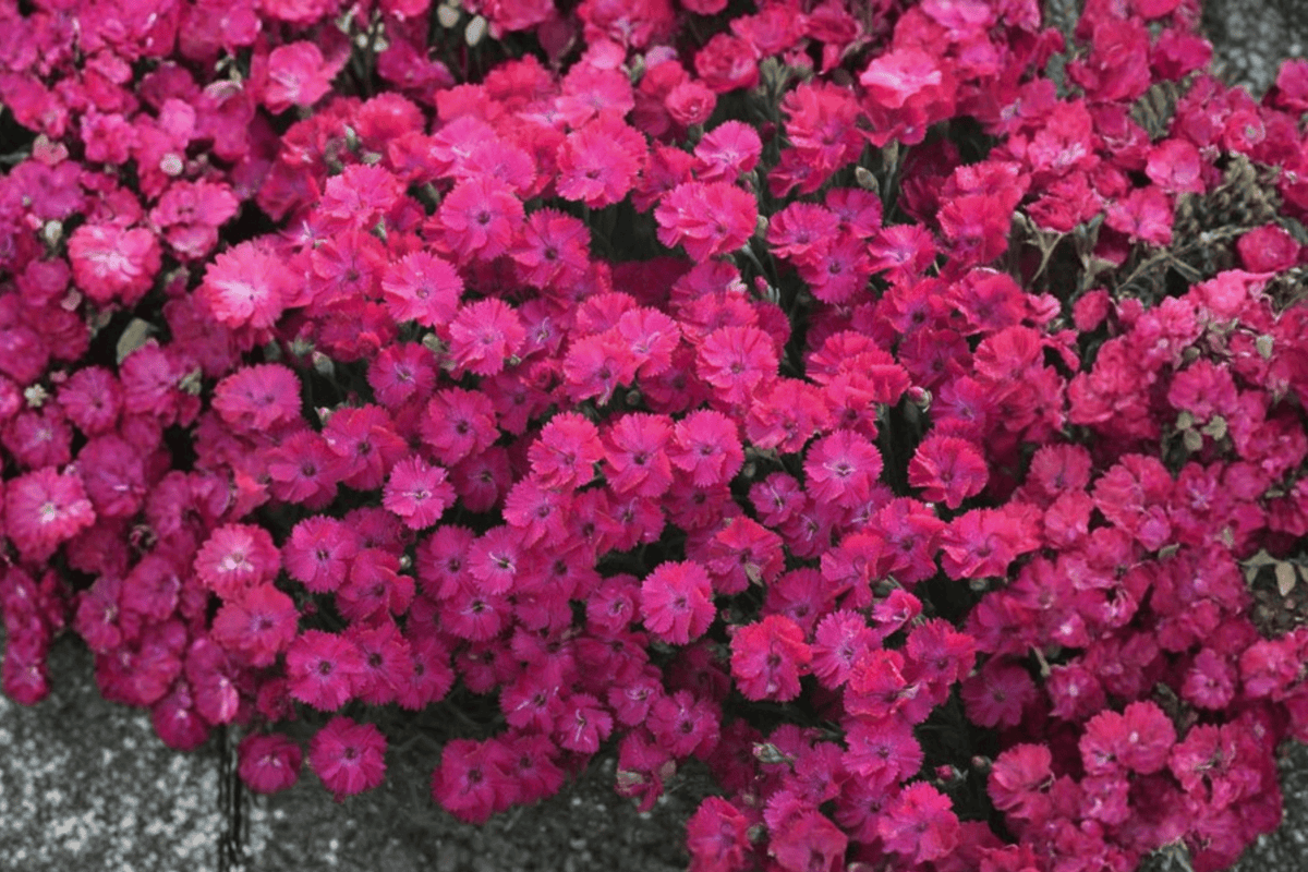 Paint the Town Red Pinks – 1 Live Plant, Quart Size – Dianthus ‘Paint the Town Red’