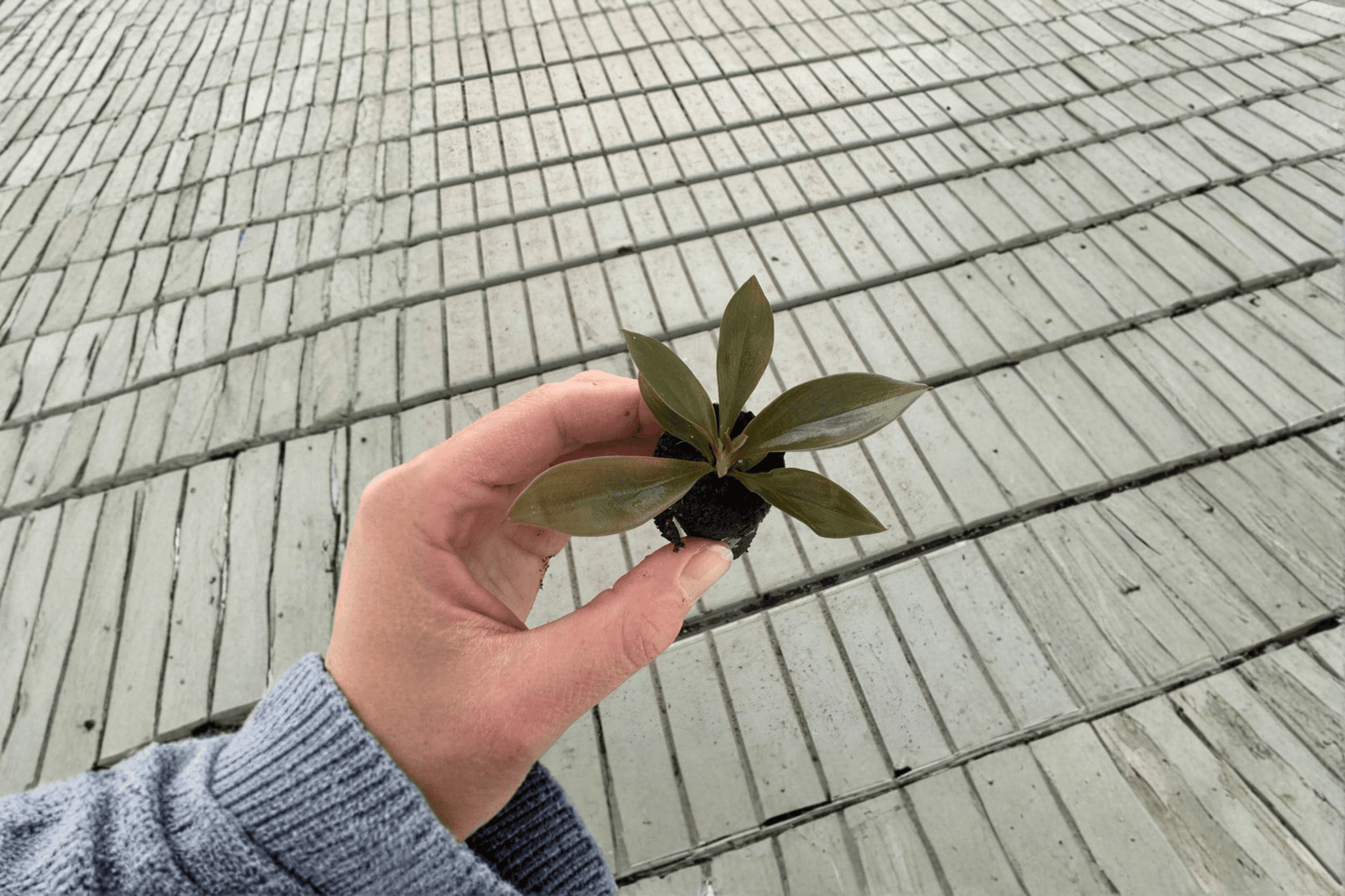 2 Philodendron linnaei Kunth Starter Plants – Bare Root – Thaumatophyllum linnaei (Syn. Philodendron linnaei)