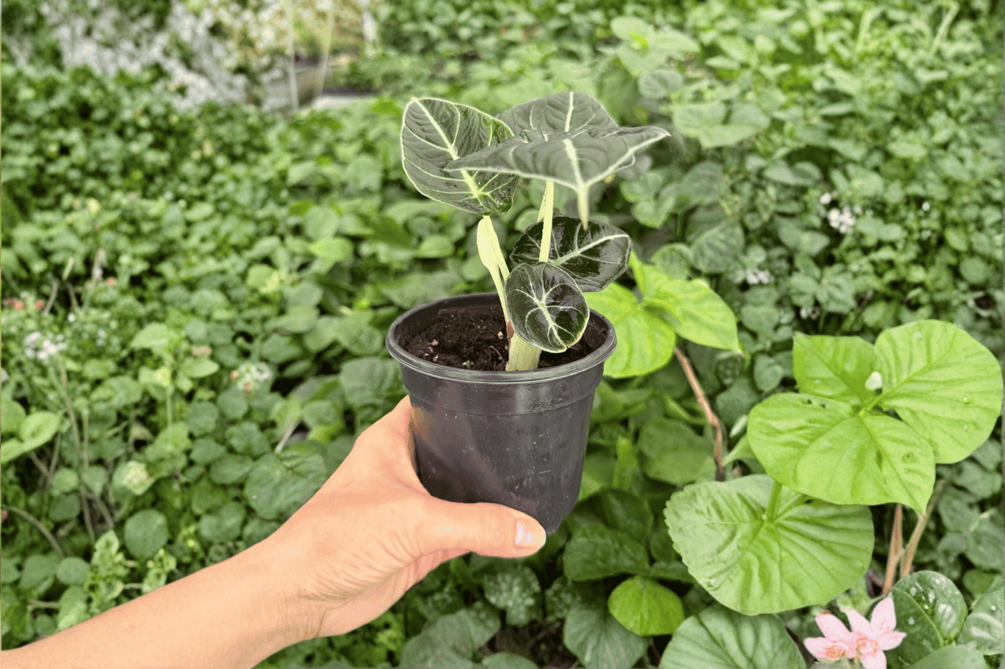 Alocasia Black Velvet 'Reginula' Live Plant – 2 Exact Plants Bare Root – Alocasia reginula – Originally Grown in 4" Pot