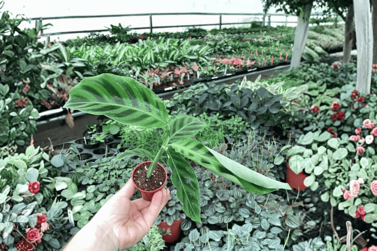 Calathea Zebrina 2 Live Starter Plants – 2-Inch Pot – Goeppertia zebrina