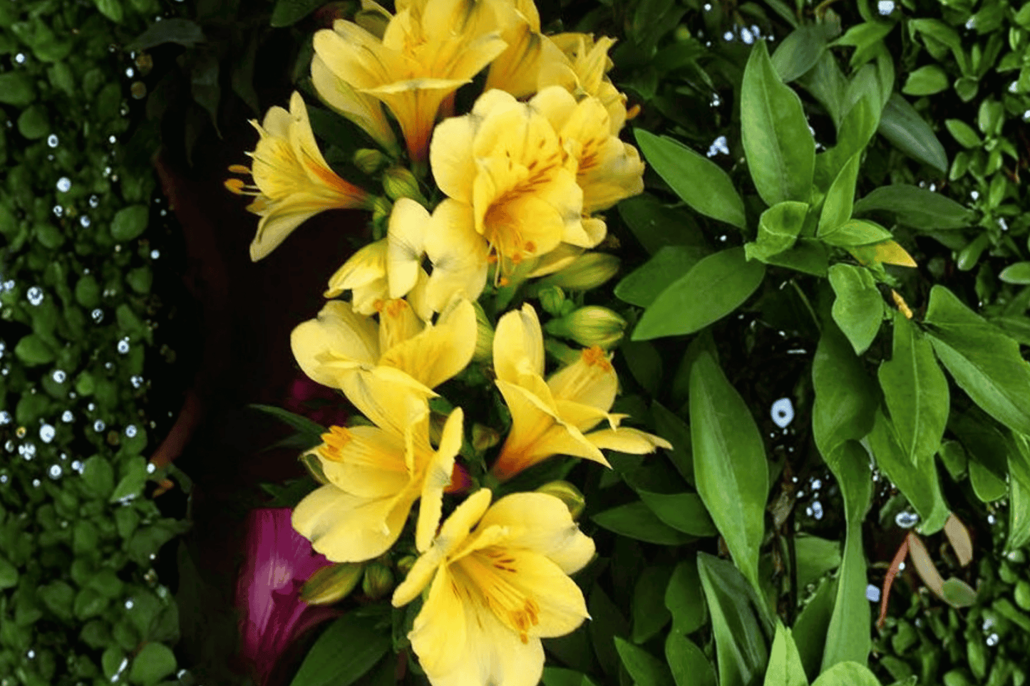Princess Lisa Princess Lily 1 Gallon Live Plant – Alstroemeria ‘Princess Lisa’
