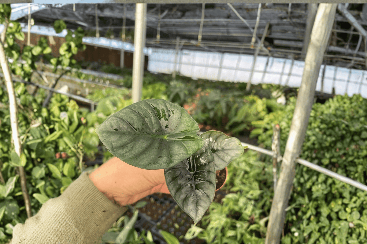 2 Alocasia Nebula Imperialis Starter Plants – 2” Pot Size – Alocasia nebula ‘Imperialis’