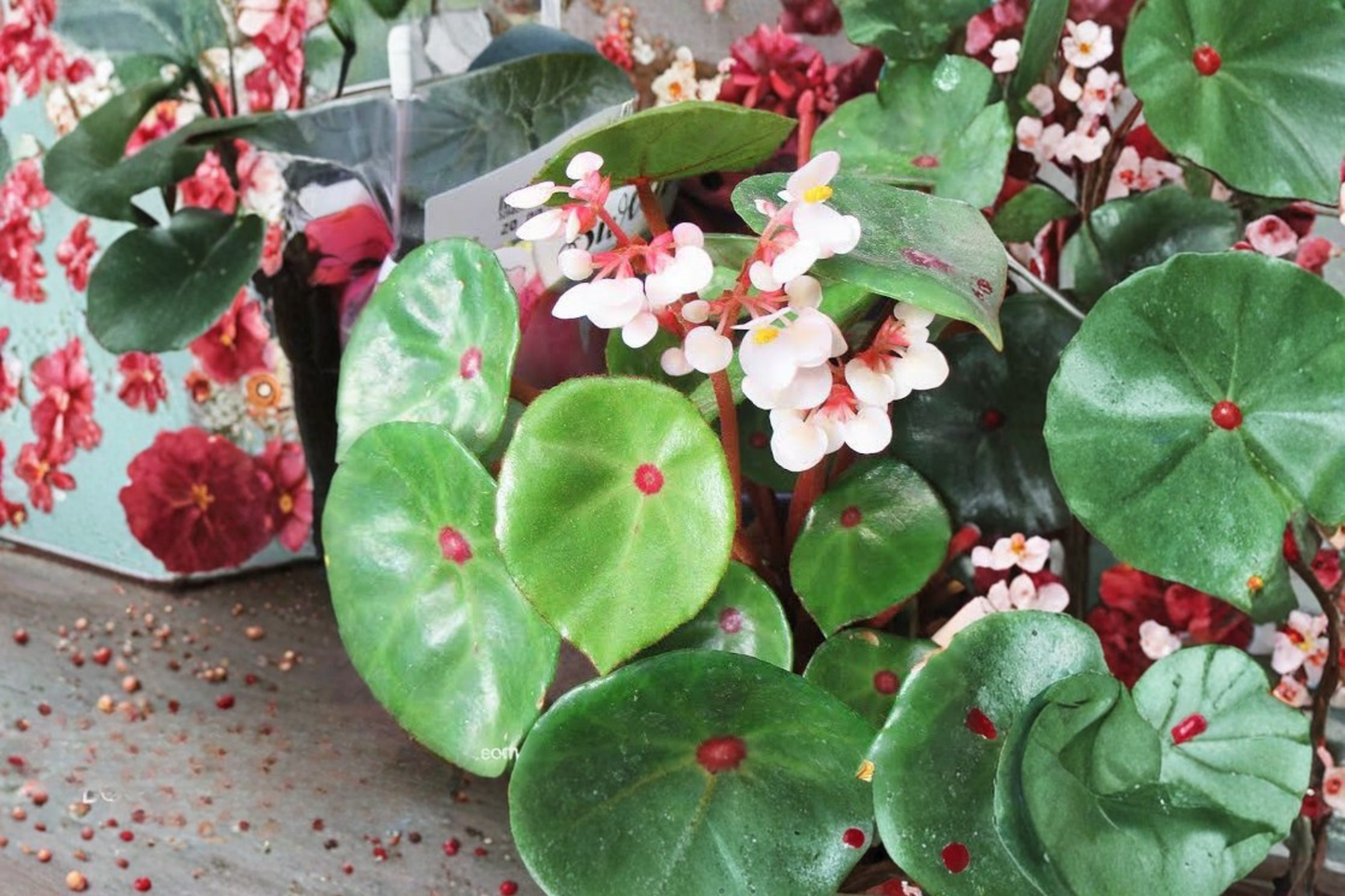 Begonia conchifolia 'Ruby Red' Live Potted Plant – Rare Ornamental Begonia