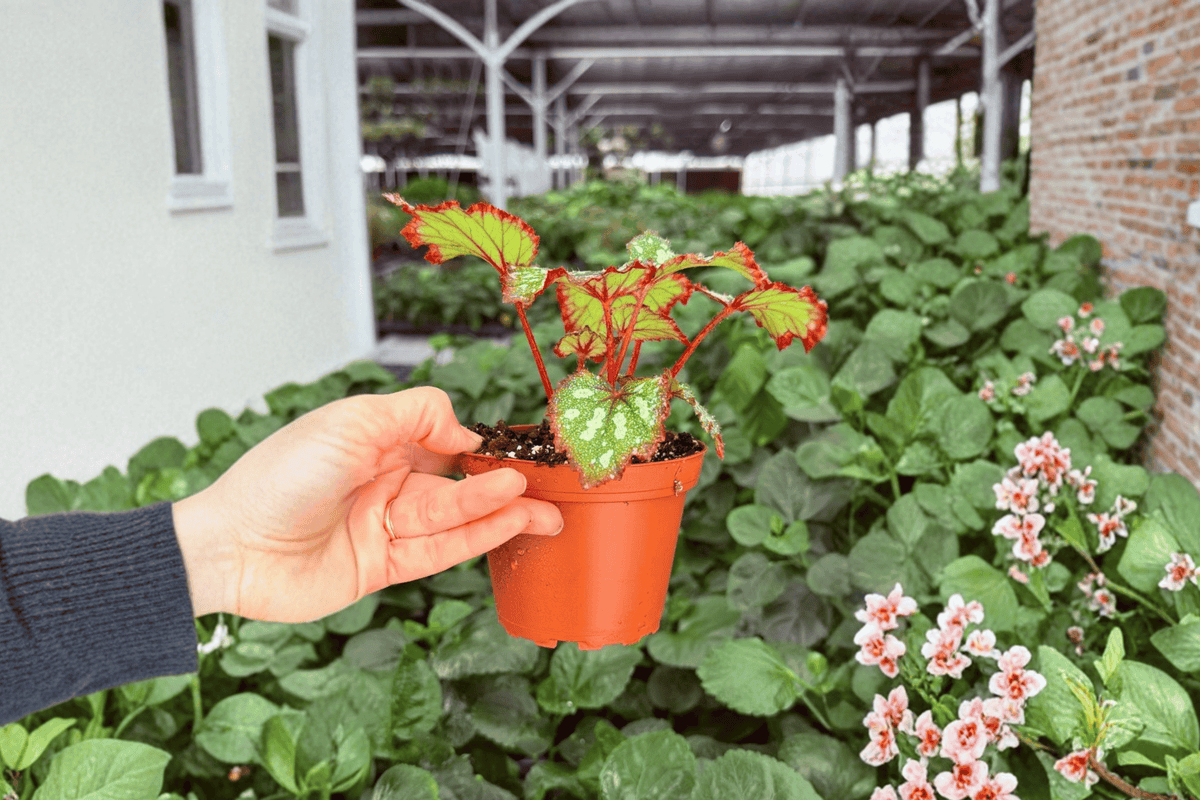 2 Harmony’s Reign of Fire Begonia Exact Live Plants – Specific Plants in 4” Pots