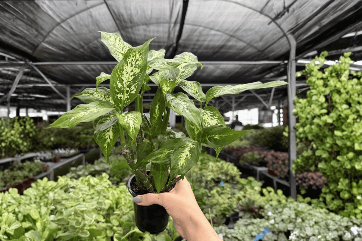 Dieffenbachia Compacta 2 Exact Live Plants – 4-Inch Pots – Dieffenbachia ‘Compacta’