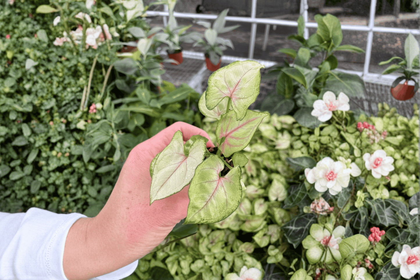 Syngonium Bright Allusion 2 Starter Live Plants – Syngonium ‘Bright Allusion’