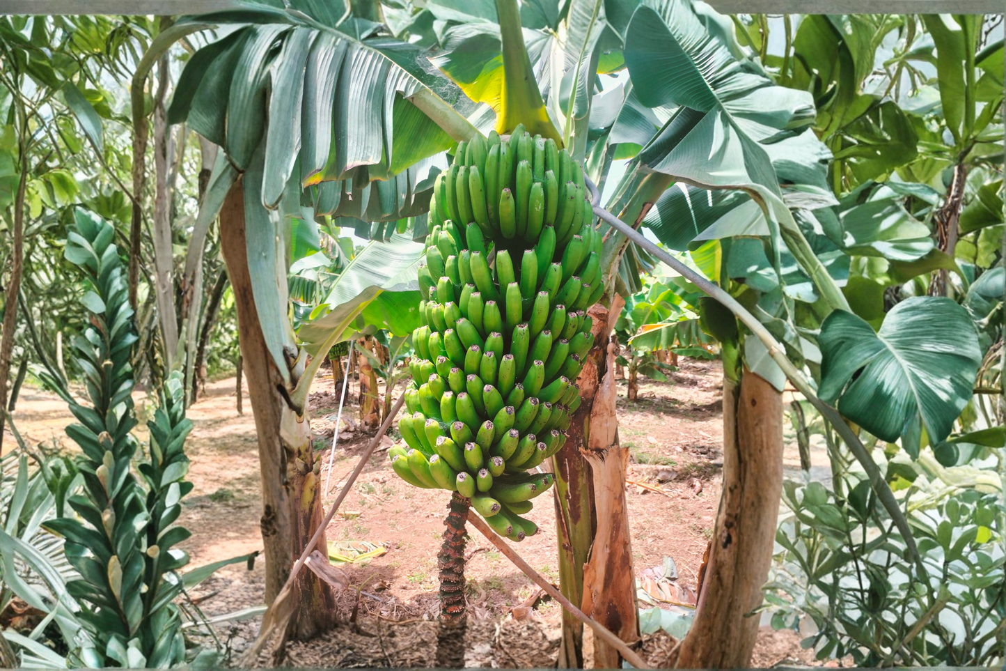 Dwarf Cavendish Banana Live Plant 3–8 Inches Tall in 2-Inch Pot – Musa acuminata 'Dwarf Cavendish'