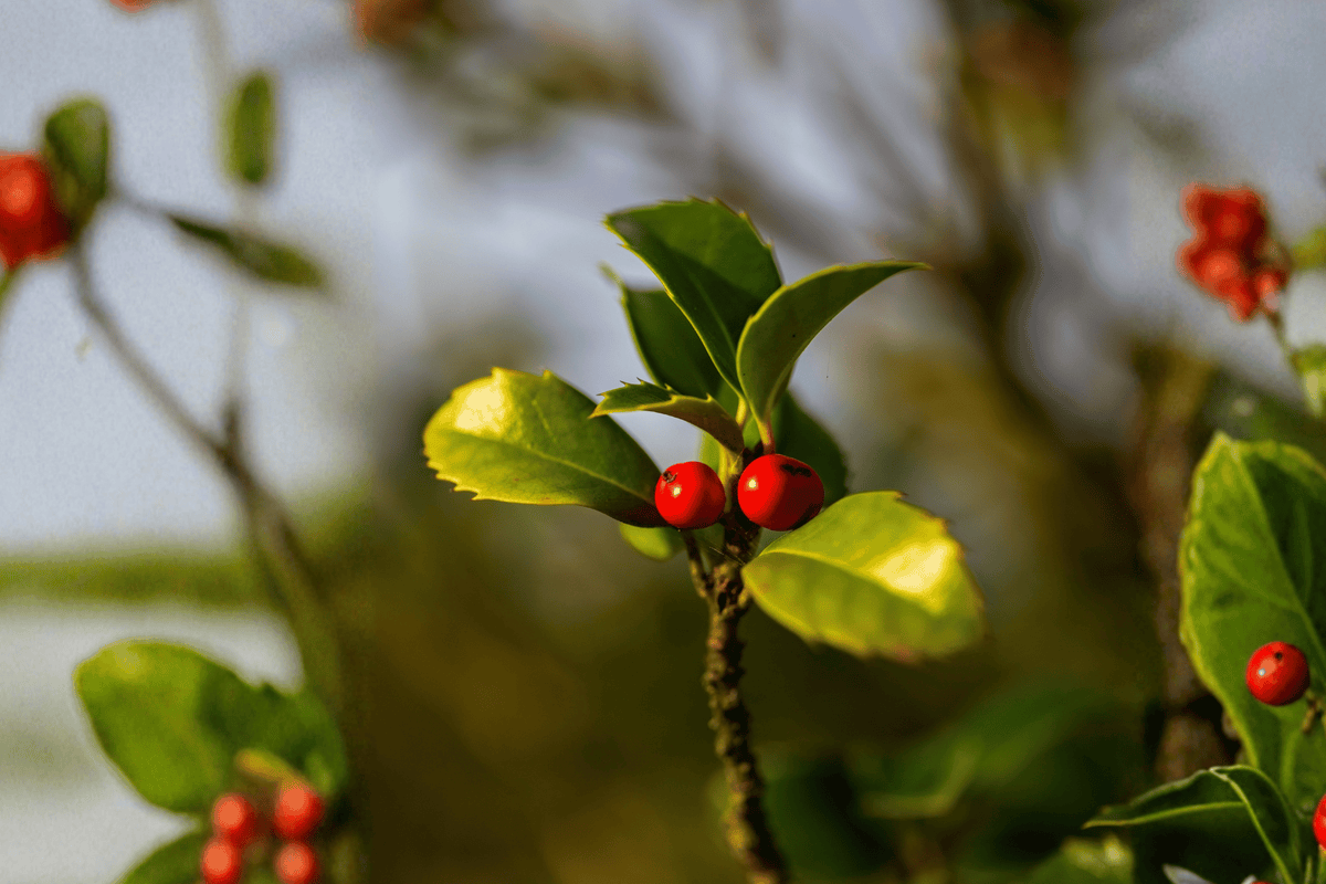 Blue Maid Holly 1 Live Evergreen Shrub, 3 Gallon Pot – Ilex × meserveae ‘Blue Maid’