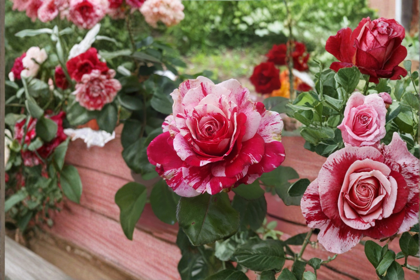 Scentimental Floribunda Rose Plant 1 Gallon Live Bush, Red White Striped Bloom Rose for Garden Landscape