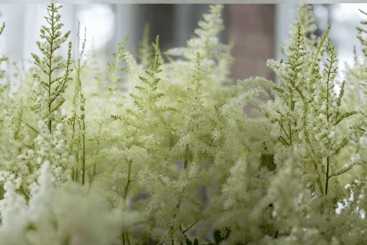 Bridal Veil Astilbe – 1 Live Flowering Perennial, 1-Gallon Size – Astilbe × arendsii ‘Bridal Veil’