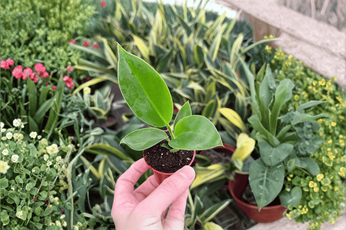 Philodendron Thai Congo 2 Live Starter Plants – 2-Inch Starter Size – Philodendron 'Thai Congo'