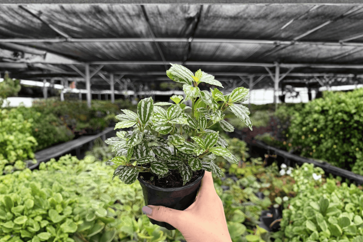 Watermelon Aluminum Pilea – 2 Exact Live Plants, 4-Inch Size – Pilea cadierei