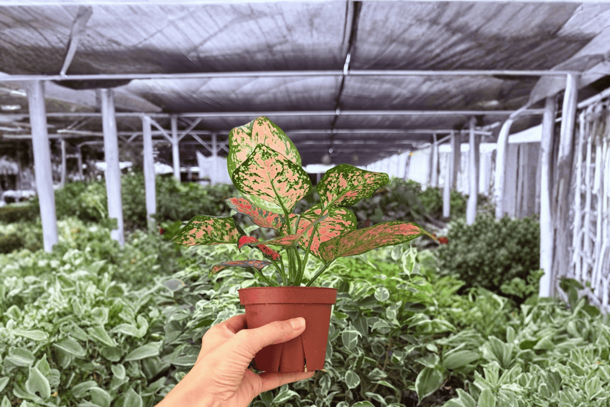 Aglaonema KumKoom 2 Exact Live Plants – Aglaonema ‘KumKoom’ Specific 4” Size Bare Root