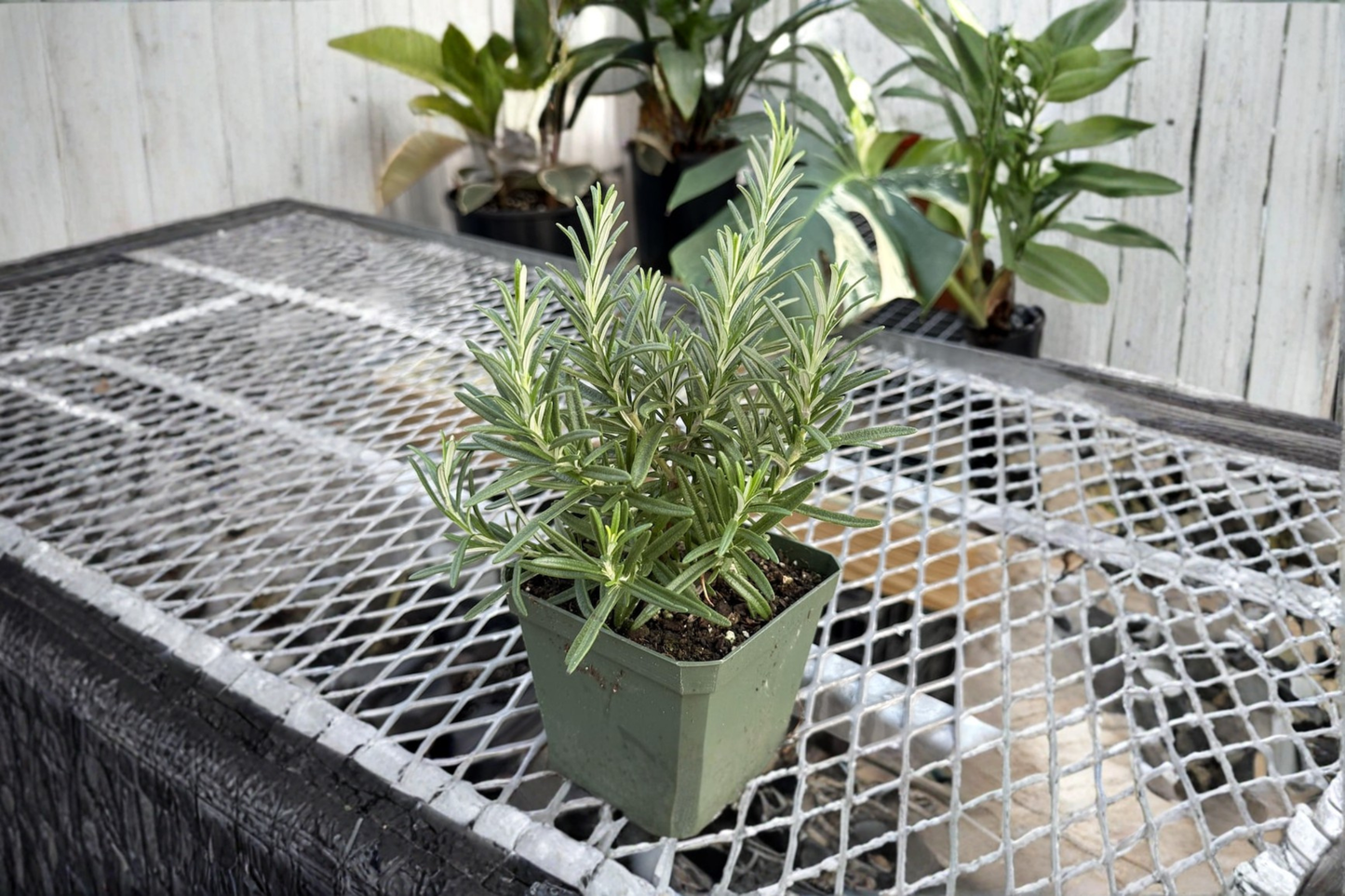 Rosemary Live Plant Culinary Herb Plant 4 Inch Pot Edible Perennial Kitchen Garden Indoor Outdoor Plant Gift