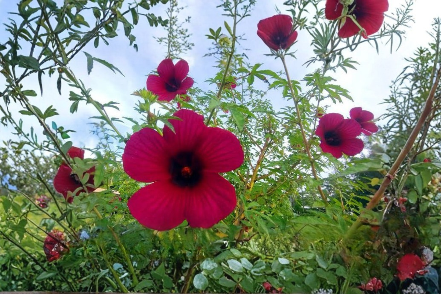 Cranberry Hibiscus Live Starter Plant – 8–10 Inches Tall – Ships Without Pot – Hibiscus acetosella