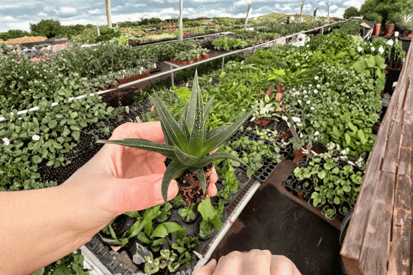 2 Haworthia herbacea Starter Plants – Live Haworthia herbacea Succulents