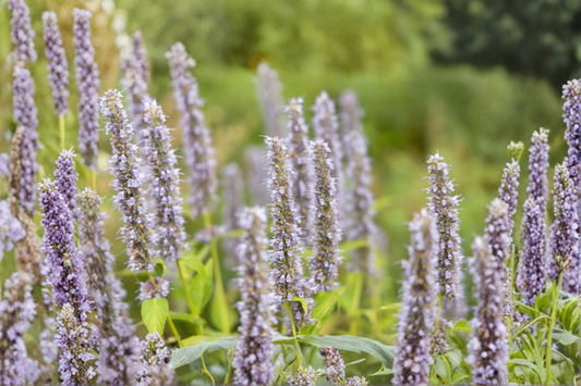 Agastache Black Adder Live Plants 3 Rooted Starters 1 Qt Pots Mexican Hyssop Purple Flower Perennial Pollinator Garden