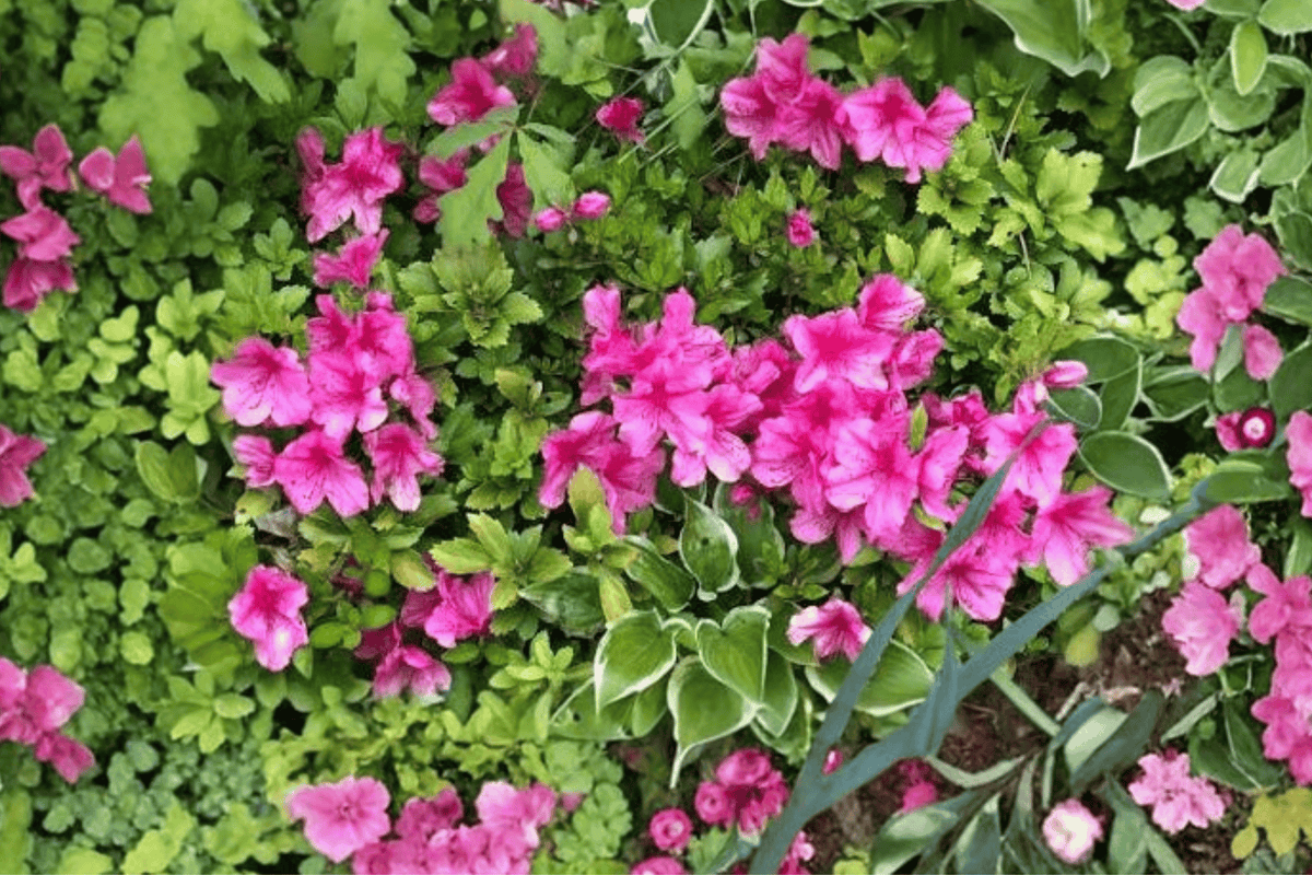 Renee Michelle Azalea – 1 Live Evergreen Flowering Shrub, 3-Gallon Size – Rhododendron ‘Renee Michelle’