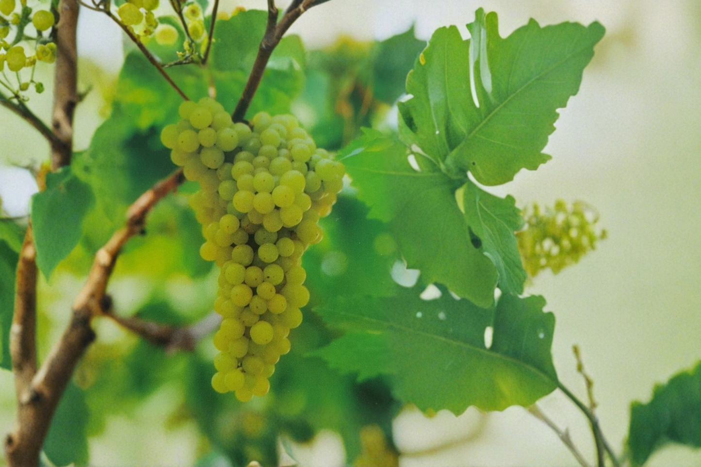Thompson Seedless Grape Vine 3 Gallon Live Plant, White Table Grape Vine for Garden Trellis Outdoor