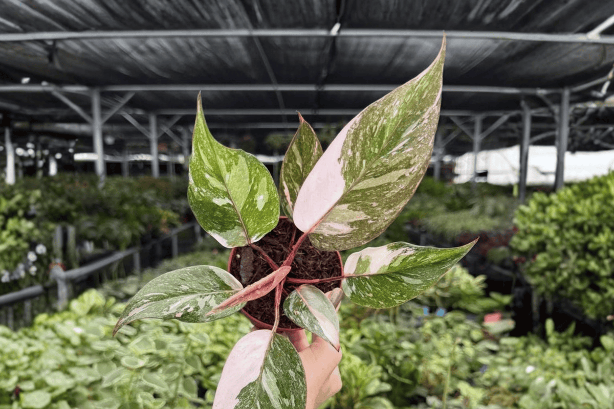 2 Exact Plant Philodendron Pink Naomi – Specific 4” Pot