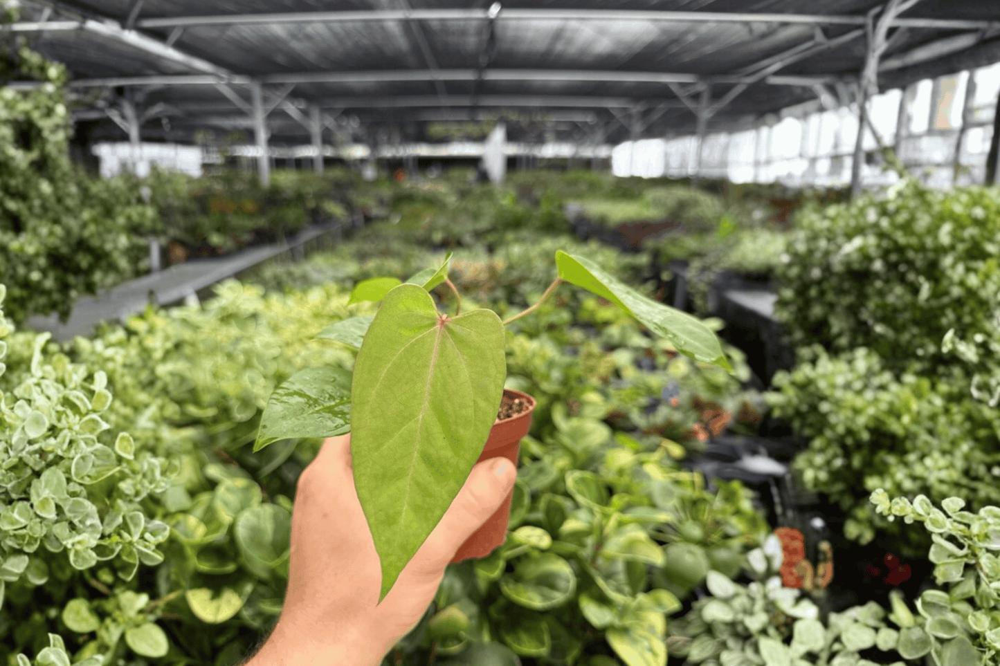 Anthurium Xone x Goliath 2 Exact Live Plants – 4-Inch Pots